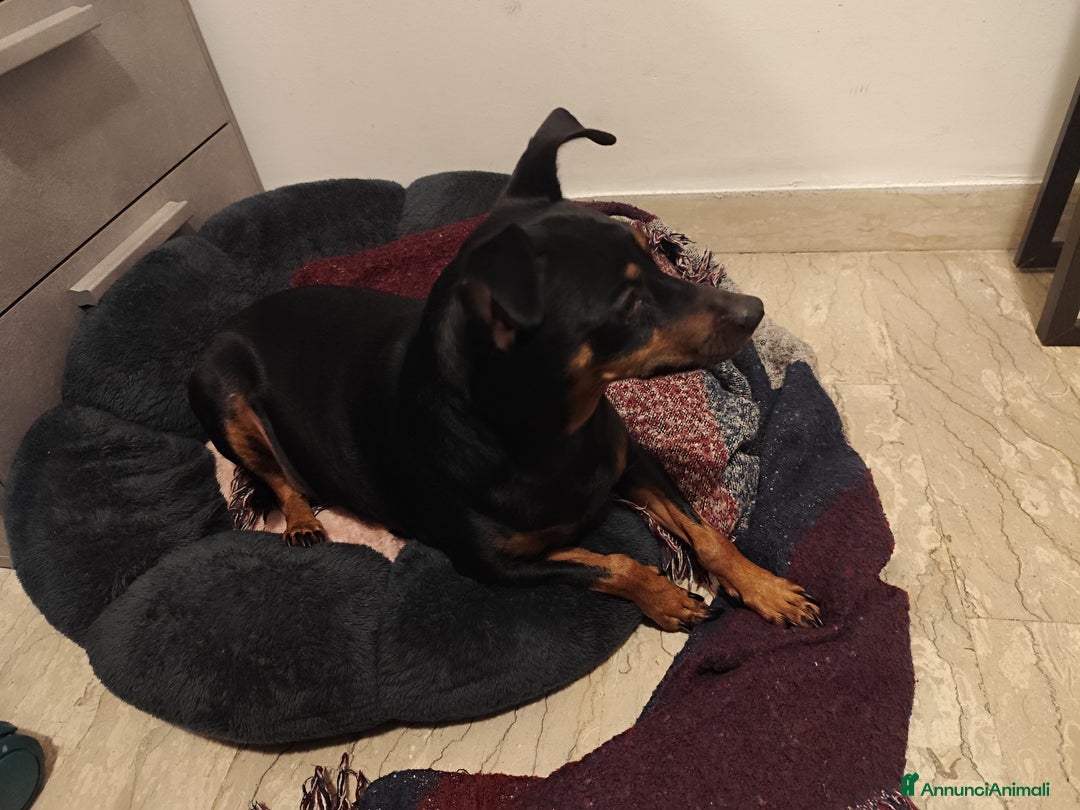 Altre razze cani in regalo: Pinscher - Annuncio 2