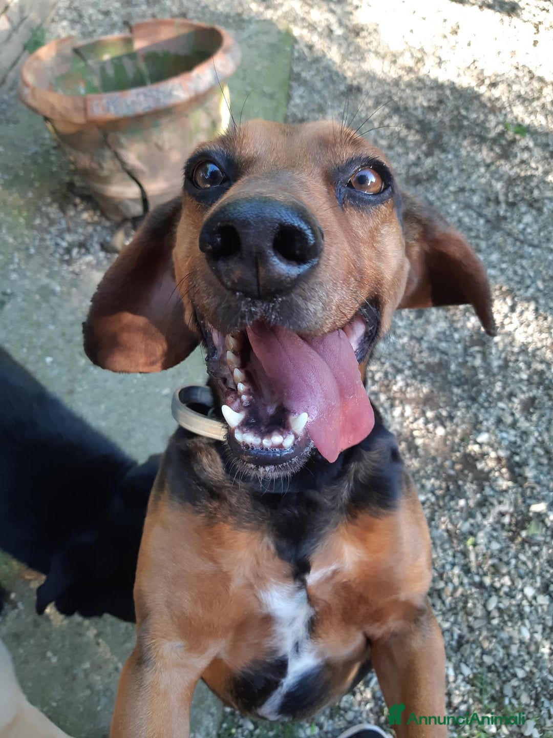 Meticcio cani in regalo: PIPPO, buffo nanetto invisibile. - Annuncio 14