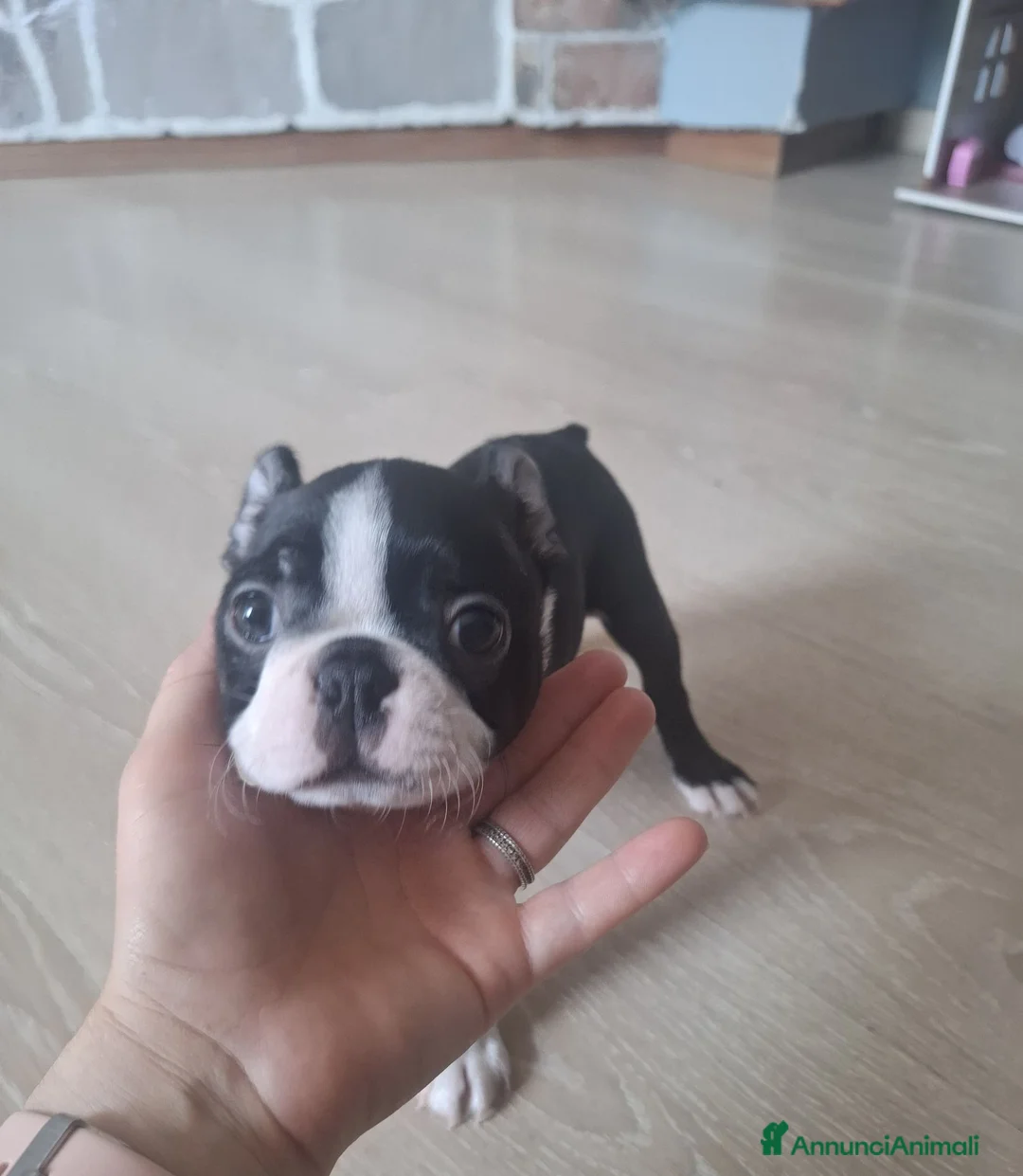 Boston Terrier cani in vendita: Per info 3518210391 - Annuncio 6