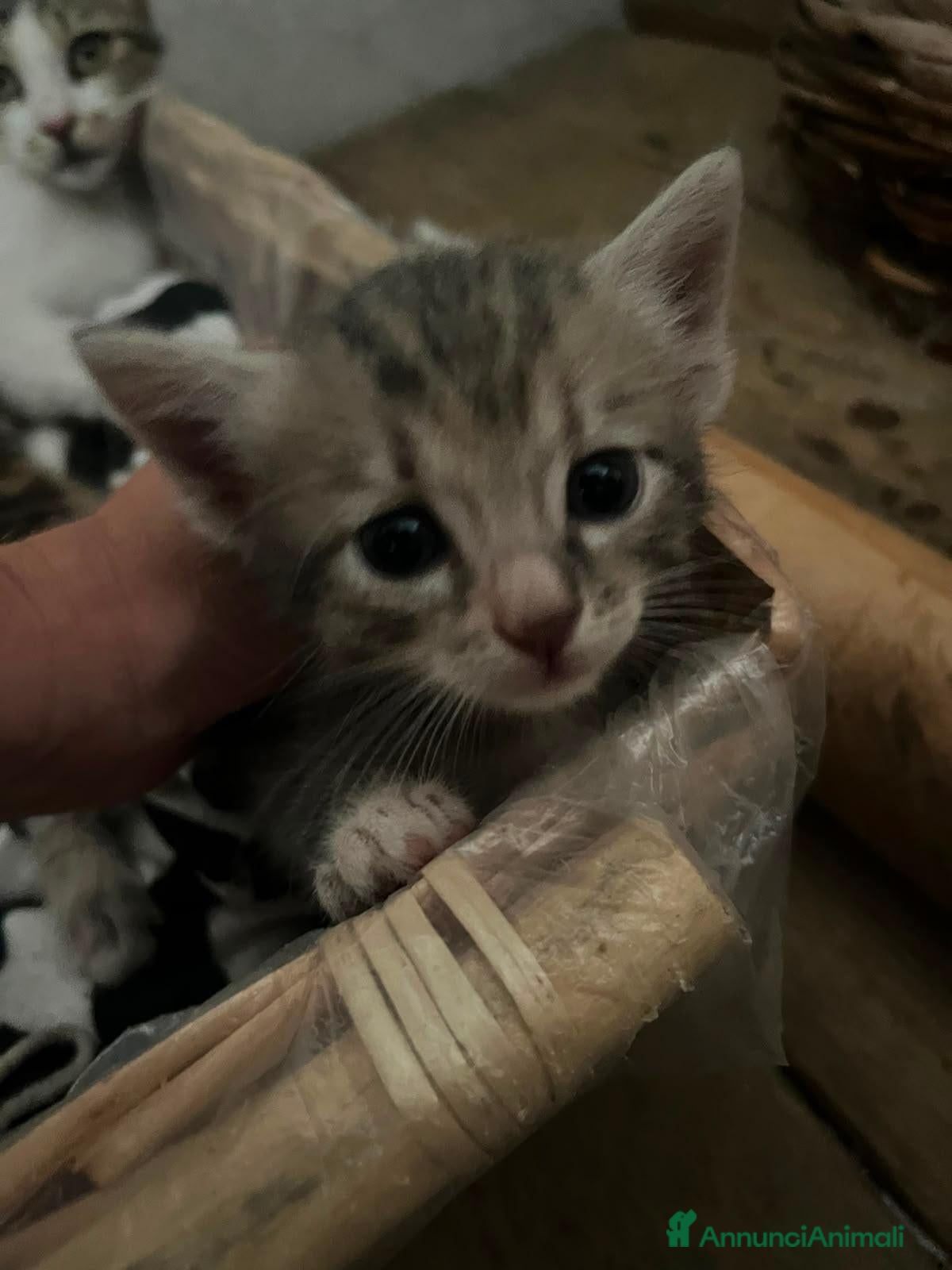 Meticcio gatti Regalo 3 gattini zono Sciacca / Ribera - Annuncio 4