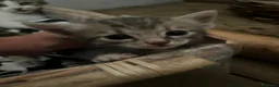 Meticcio gatti in regalo: Regalo 3 gattini zono Sciacca / Ribera - Annuncio 1