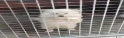 Volpino Italiano cani in regalo: Lillino un cucciolo di volpino in canile - Annuncio 7