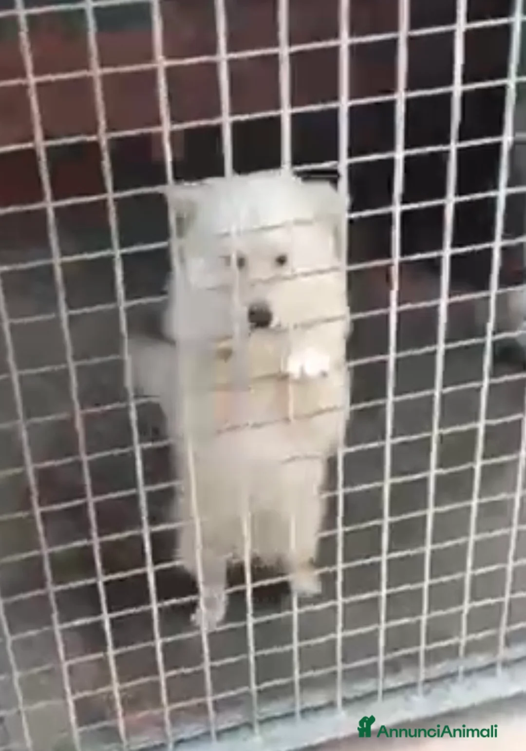 Volpino Italiano cani in regalo: Lillino un cucciolo di volpino in canile - Annuncio 7