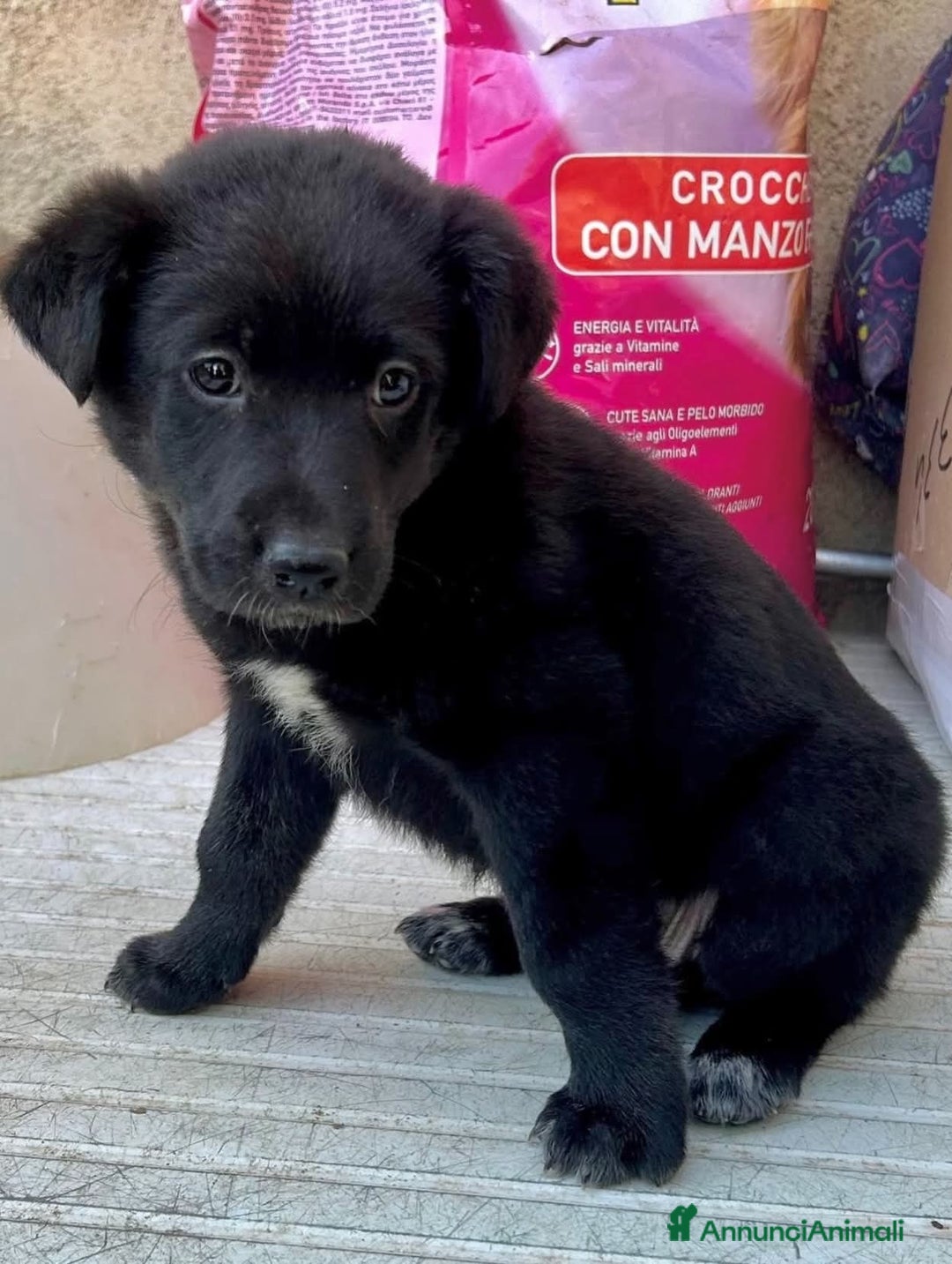 Meticcio cani in regalo: Adotta Nerina - Annuncio 3