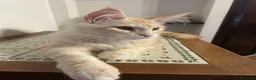 Maine Coon gatti in vendita: Maine Coon red silver  - Annuncio 7