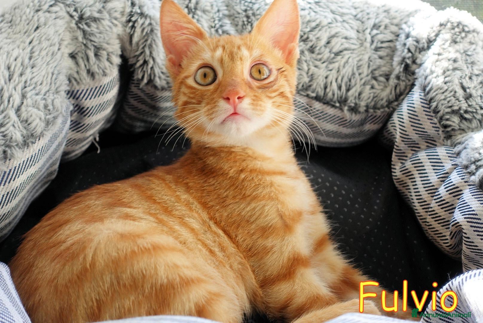 Europeo gatti FULVIO PICCOLO GATTINO ROSSO TABBY - Annuncio 21