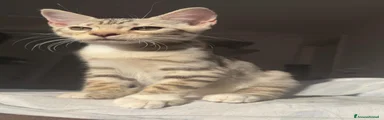 Bengala 1