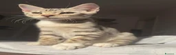 Bengala gatti in vendita: Cuccioli bengala  a Provincia della Spezia - Annuncio 10