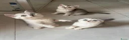Scottish gatti in vendita: Ultima cucciola di scottish straight disponibile - Annuncio 19