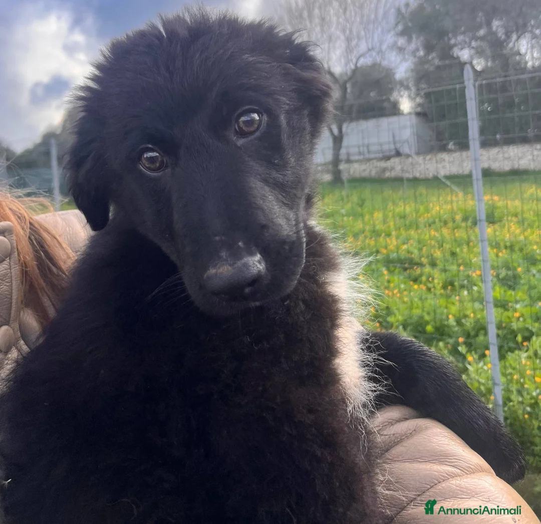 Meticcio gatti in regalo: Cuccioli belli teneri e giocherelloni - Annuncio 9