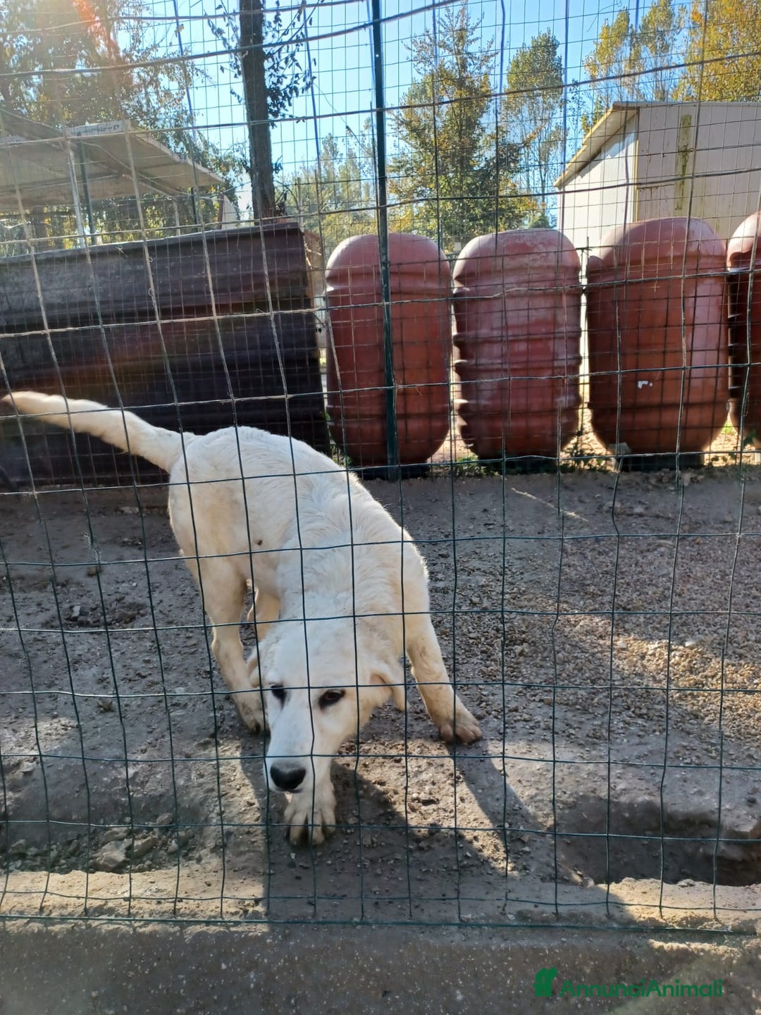 Meticcio cani in regalo: I DOLCISSIMI LUCKY e OSLO a Ente di decentramento regionale di Udine - Annuncio 3