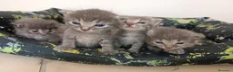 Certosino gatti in vendita: Gattini nati il 13 aprile  - Annuncio 10