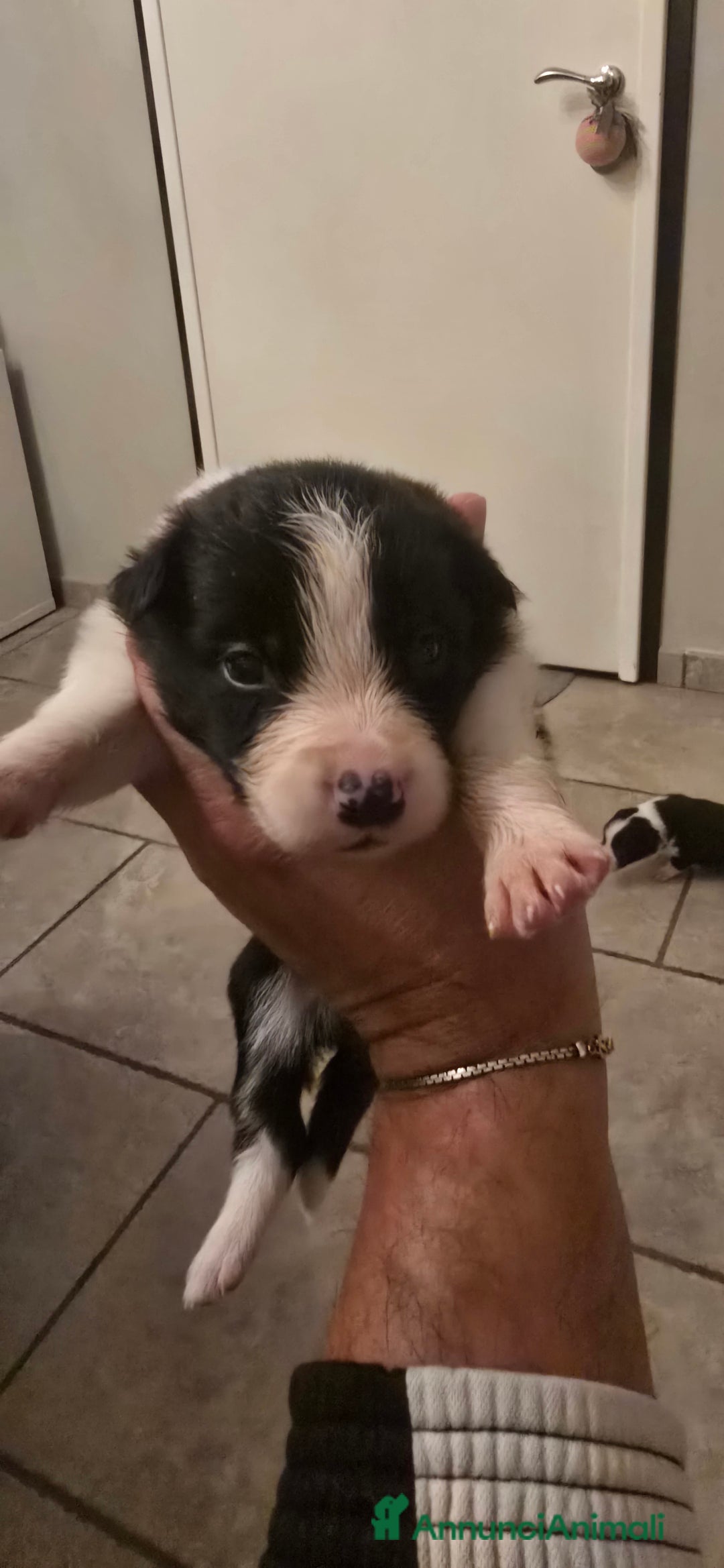 Border Collie cani in vendita: Cuccioli di border collie  - Annuncio 21