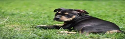 Pitbull cani in vendita: Cuccioli Pit Bull pronta consegna anche a rate - Annuncio 25