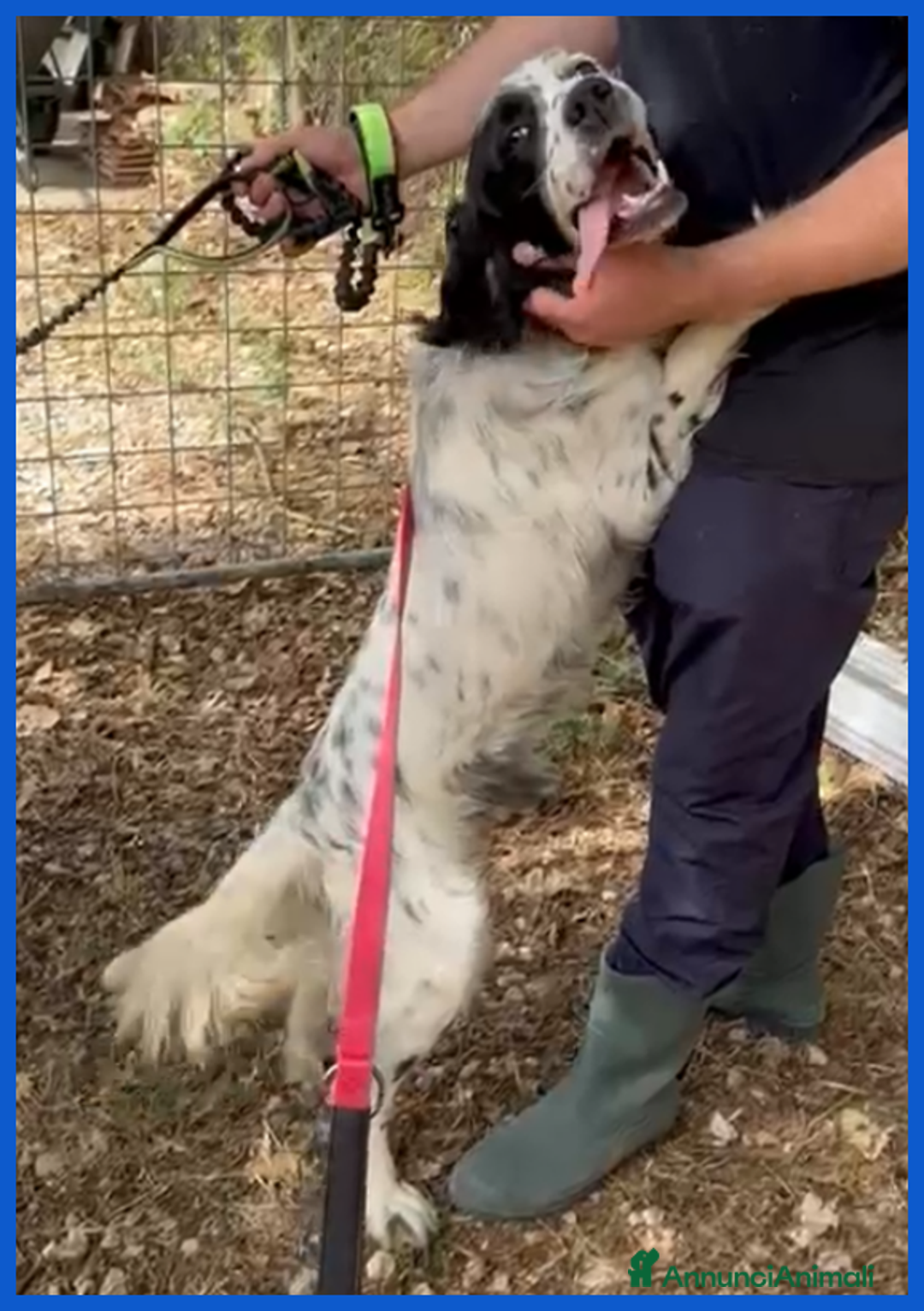 Setter Inglese cani in regalo: MADAGASCAR, SETTER SFORTUNATO FINITO IN GABBIA... a Città metropolitana di Milano - Annuncio 5
