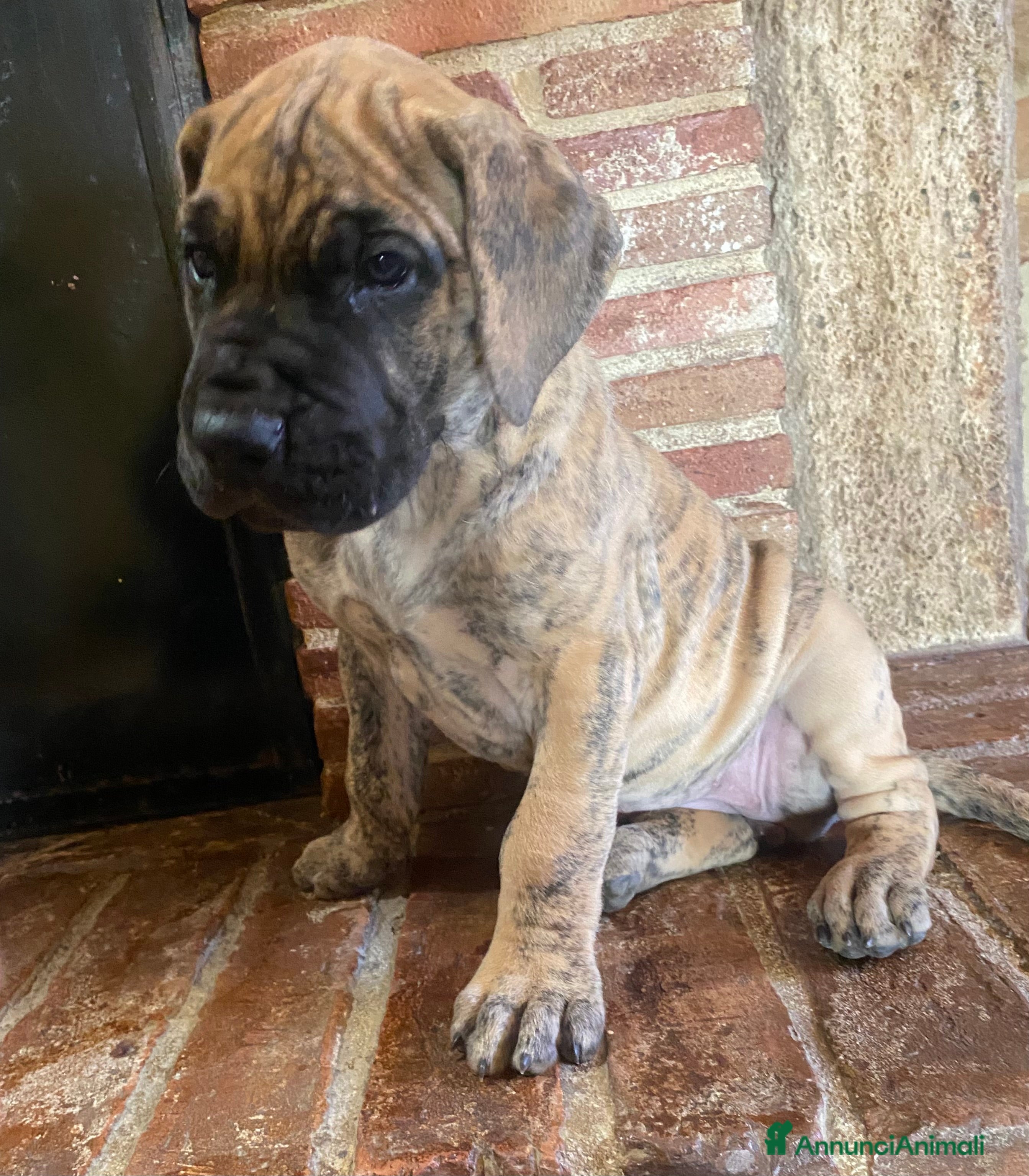 Alano cani Alano tigrato - Annuncio 1