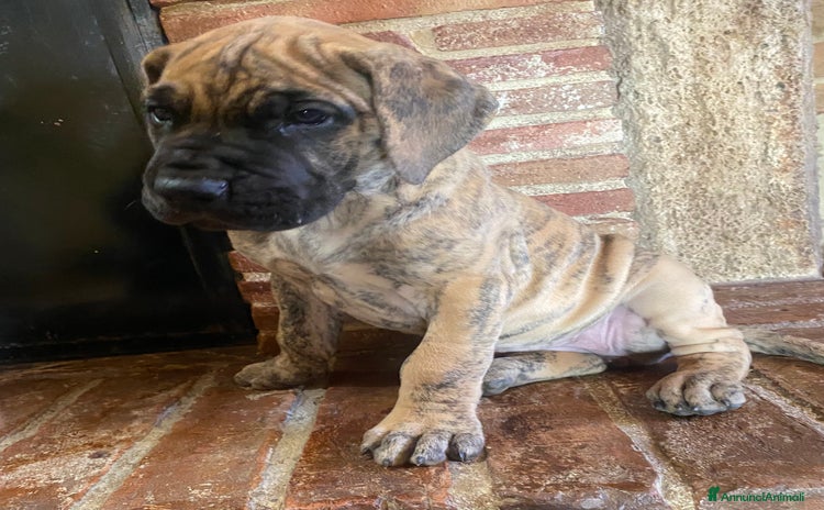 Alano cani - Annuncio 1