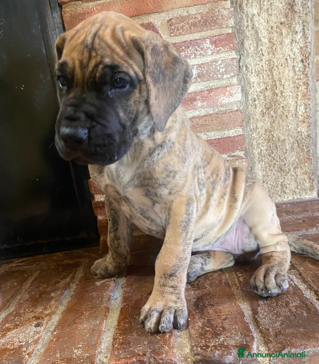 Alano cani in vendita: Alano tigrato - Annuncio 1