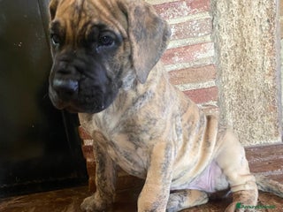 Alano cani Alano tigrato - Annuncio 5