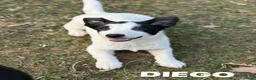 Meticcio cani in regalo: DIEGO, simpatico nanetto TG PICCOLA! Zampacorta - Annuncio 3