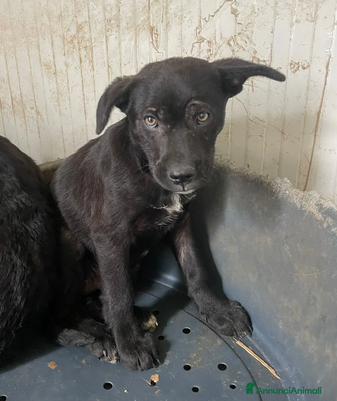 Meticcio cani in regalo: SIMON - Annuncio 1