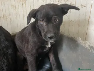 Meticcio cani SIMON - Annuncio 8