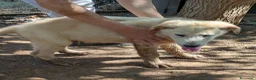 Meticcio cani in regalo: Cuccioli meticci cercano casa - Annuncio 15