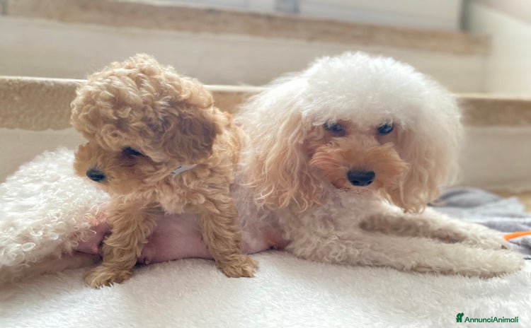 Barboncino Toy cani Cuccioli Barboncini toy - Annuncio 8