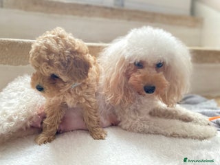 Barboncino Toy cani Cuccioli Barboncini toy - Annuncio 21