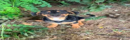 Meticcio cani in regalo: Bongo - Annuncio 1