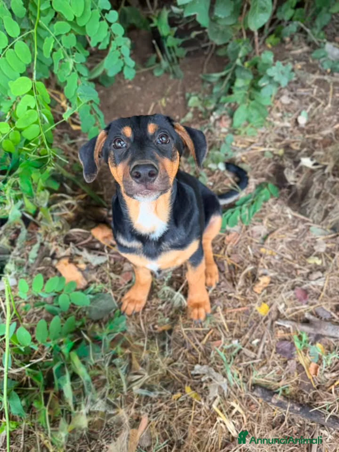 Meticcio cani in regalo: Bongo - Annuncio 1
