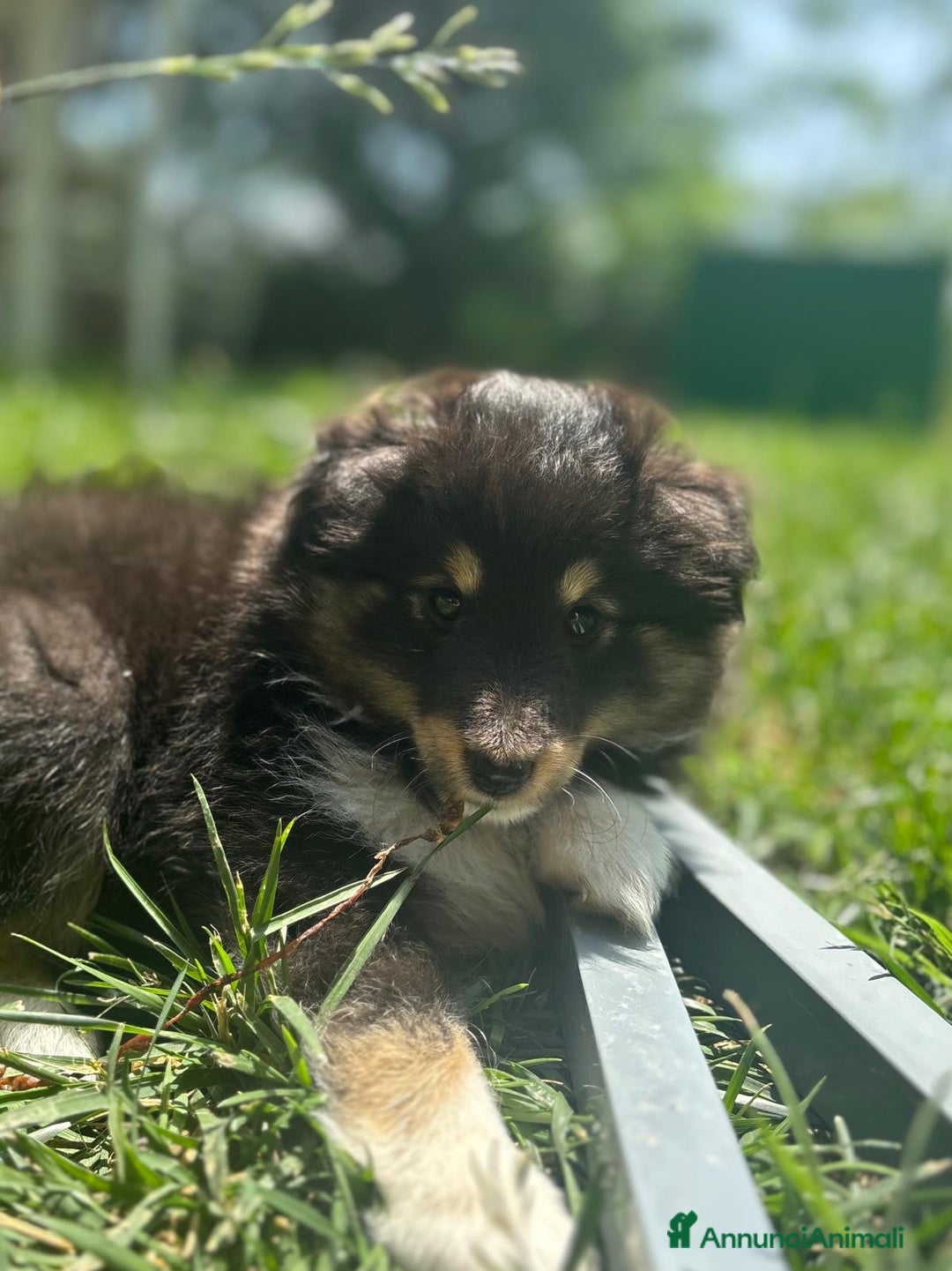 Shetland Sheepdog cani in vendita: Cuccioli Shetland sheepdog a Provincia di Alessandria - Immagine 5