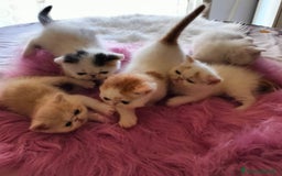 Exotic Shorthair gatti in vendita: Exotic Shorthair allevamento Exodora Sikelia  a Città metropolitana di Catania - Immagine 17