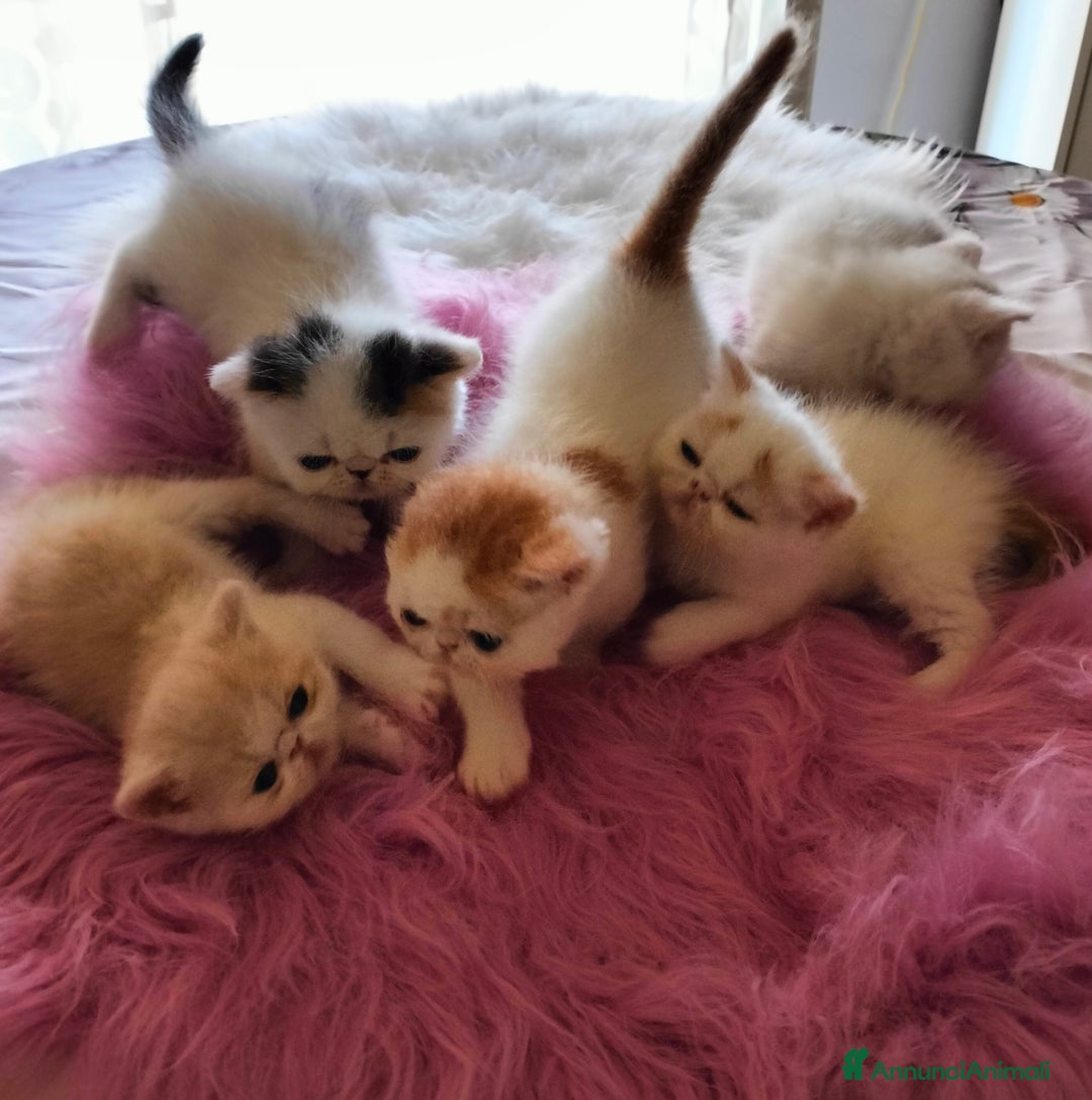 Exotic Shorthair gatti in vendita: Exotic Shorthair allevamento Exodora Sikelia  a Città metropolitana di Catania - Immagine 17