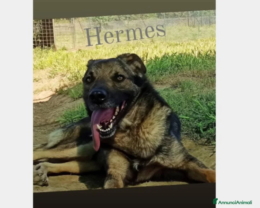 Meticcio cani in regalo: Hermes, dolcissimo, taglia media  a Roma - Annuncio 2