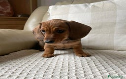 Bassotto cani in vendita: Cuccioli di Bassotto pronti a Provincia di Perugia - Immagine 3