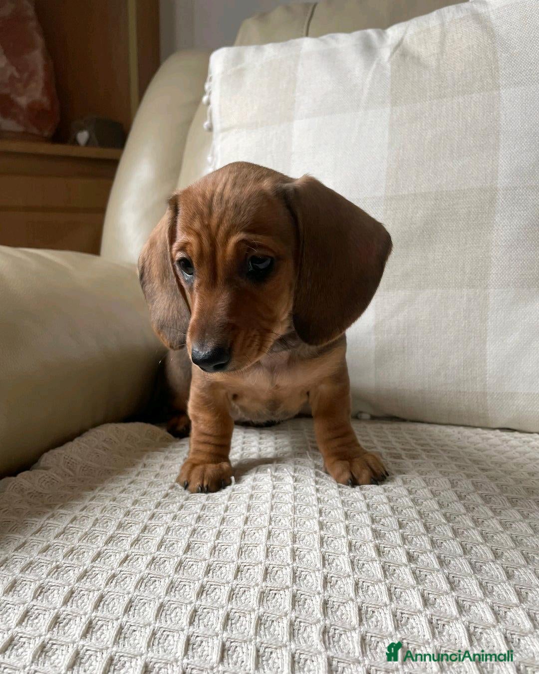 Bassotto cani in vendita: Cuccioli di Bassotto pronti a Provincia di Perugia - Immagine 3