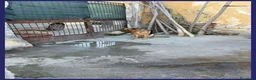 Pastore Tedesco cani in regalo: ZEUS buono e socializzato a Città metropolitana di Roma Capitale - Annuncio 2