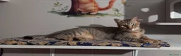 Europeo gatti in regalo: JAMES adorabile gattino in adozione! - Annuncio 2