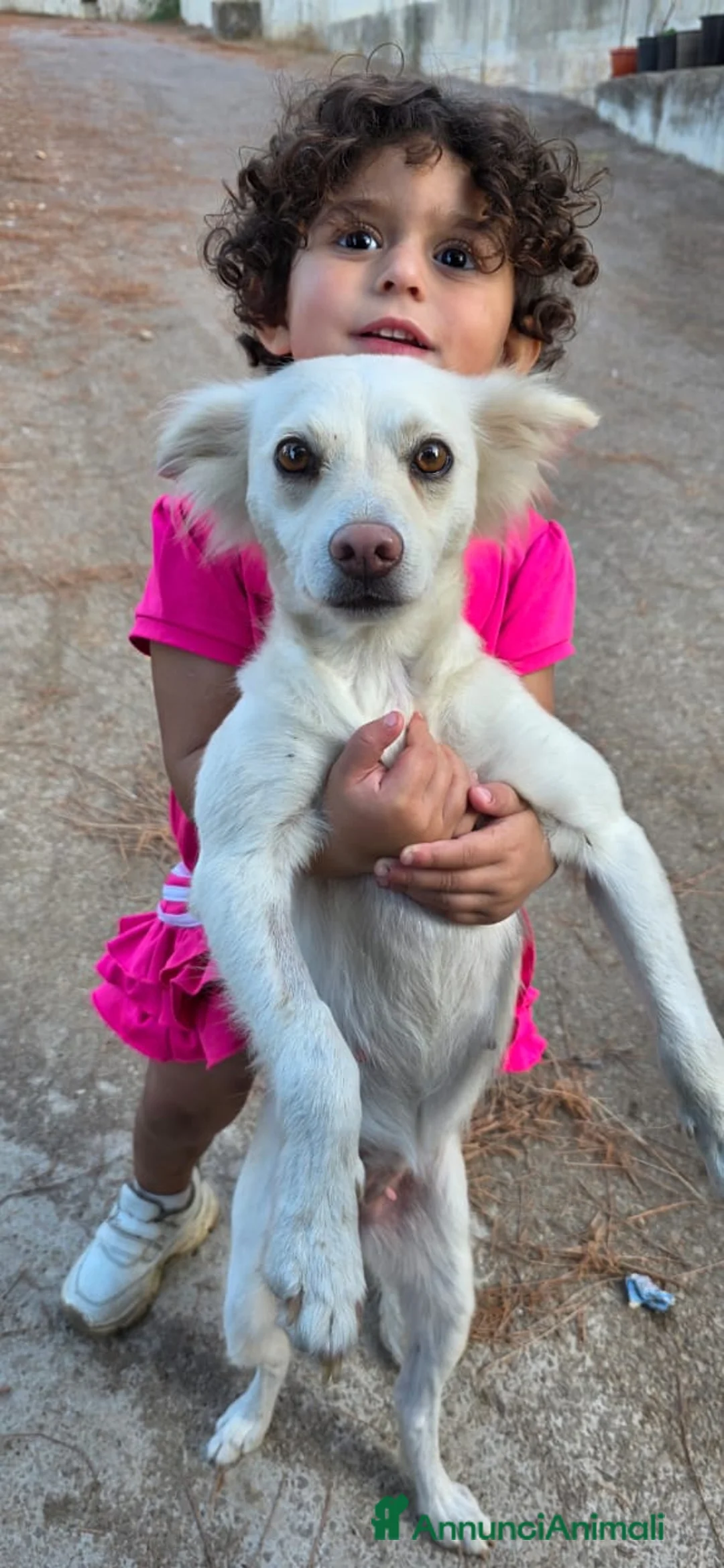 Meticcio cani in regalo: Pepper, una pelosetta dolcissima - Annuncio 5