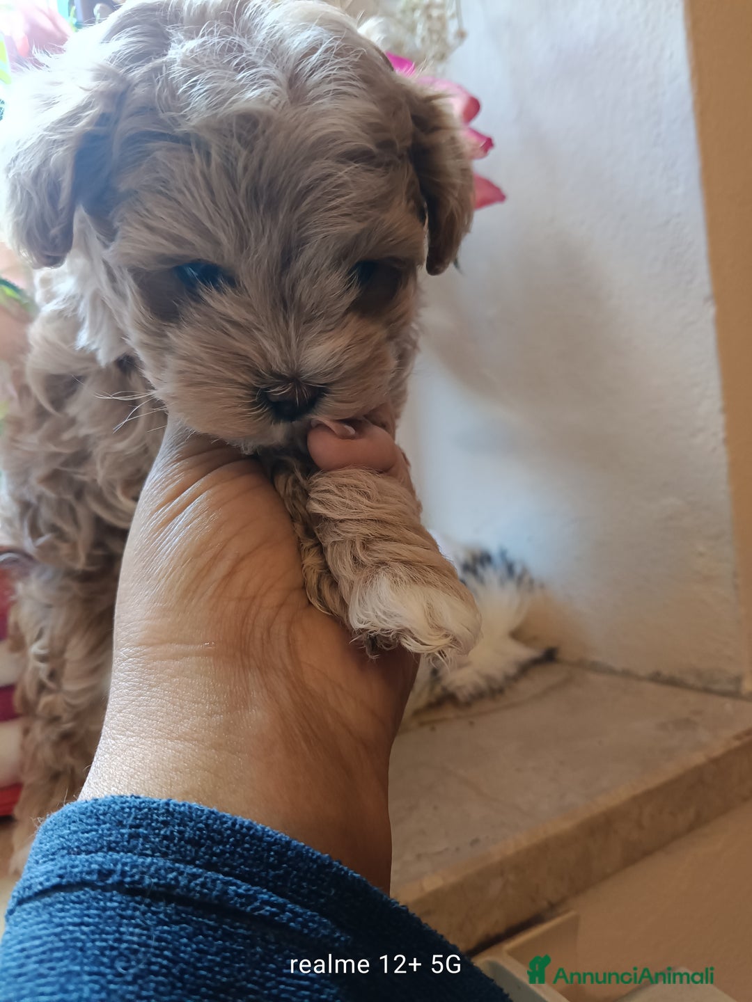 Meticcio cani in vendita: Maltippp  - Annuncio 5