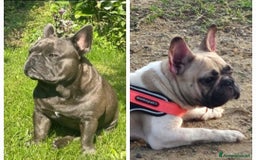 Bulldog Francese cani in vendita: Ultimi 3 cuccioli bulldog francese  a Provincia di Pavia - Immagine 4
