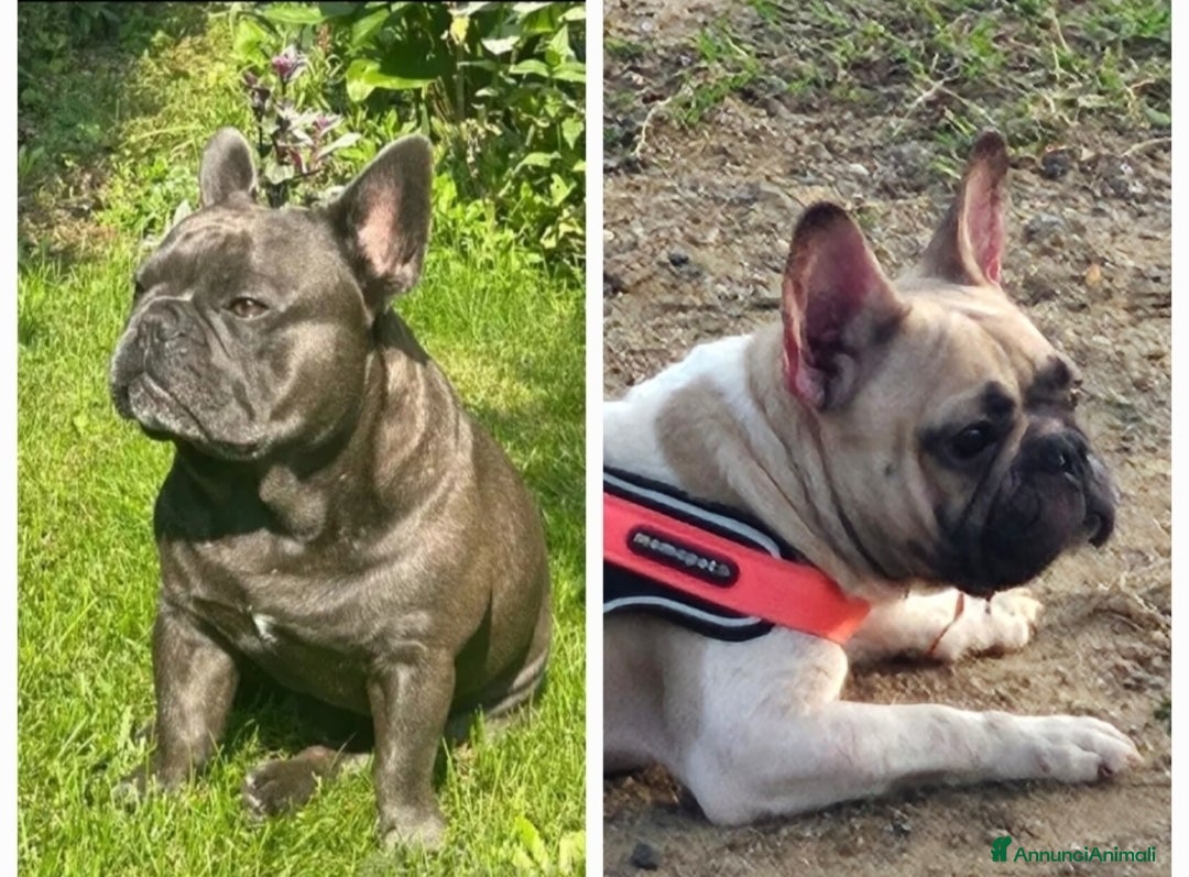 Bulldog Francese cani in vendita: Ultimi 3 cuccioli bulldog francese  a Provincia di Pavia - Immagine 4