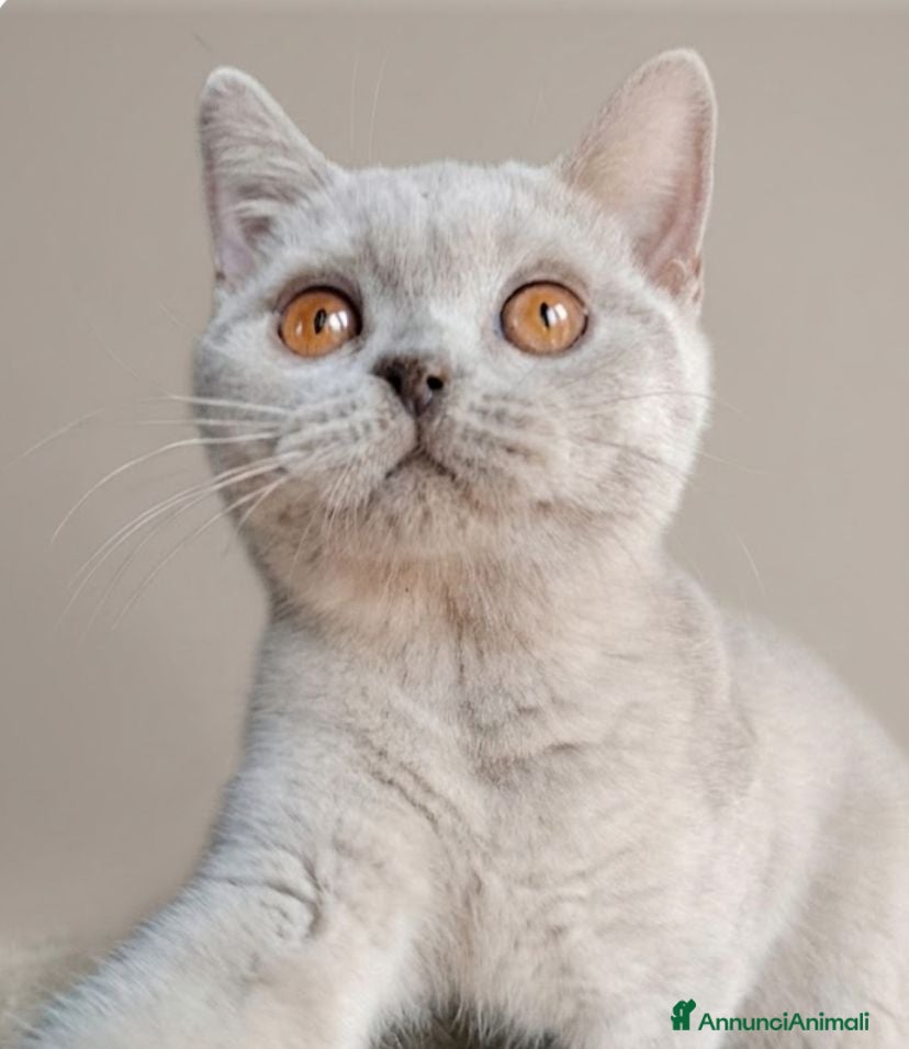 British gatti British lilac maschietto  - Annuncio 3