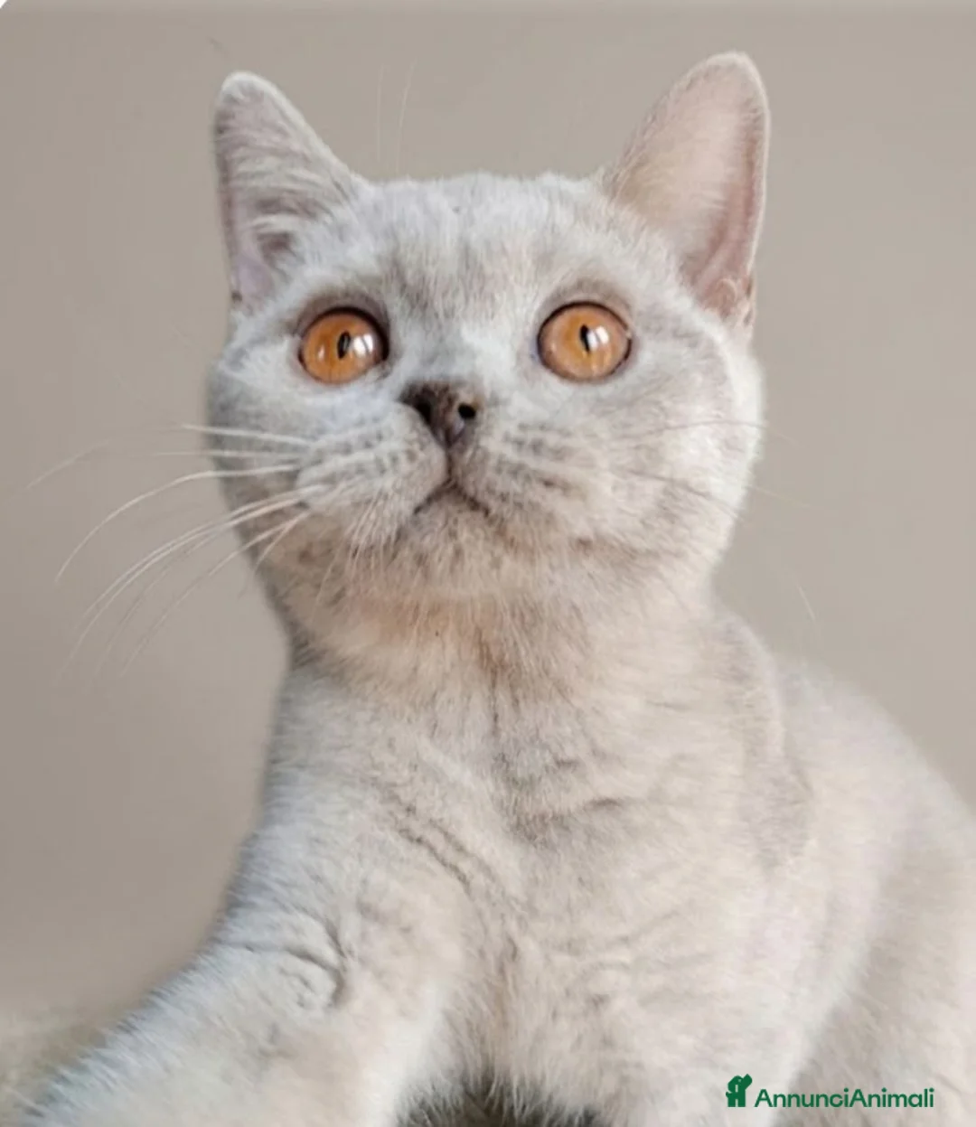 British gatti in vendita: British lilac maschietto  - Annuncio 1