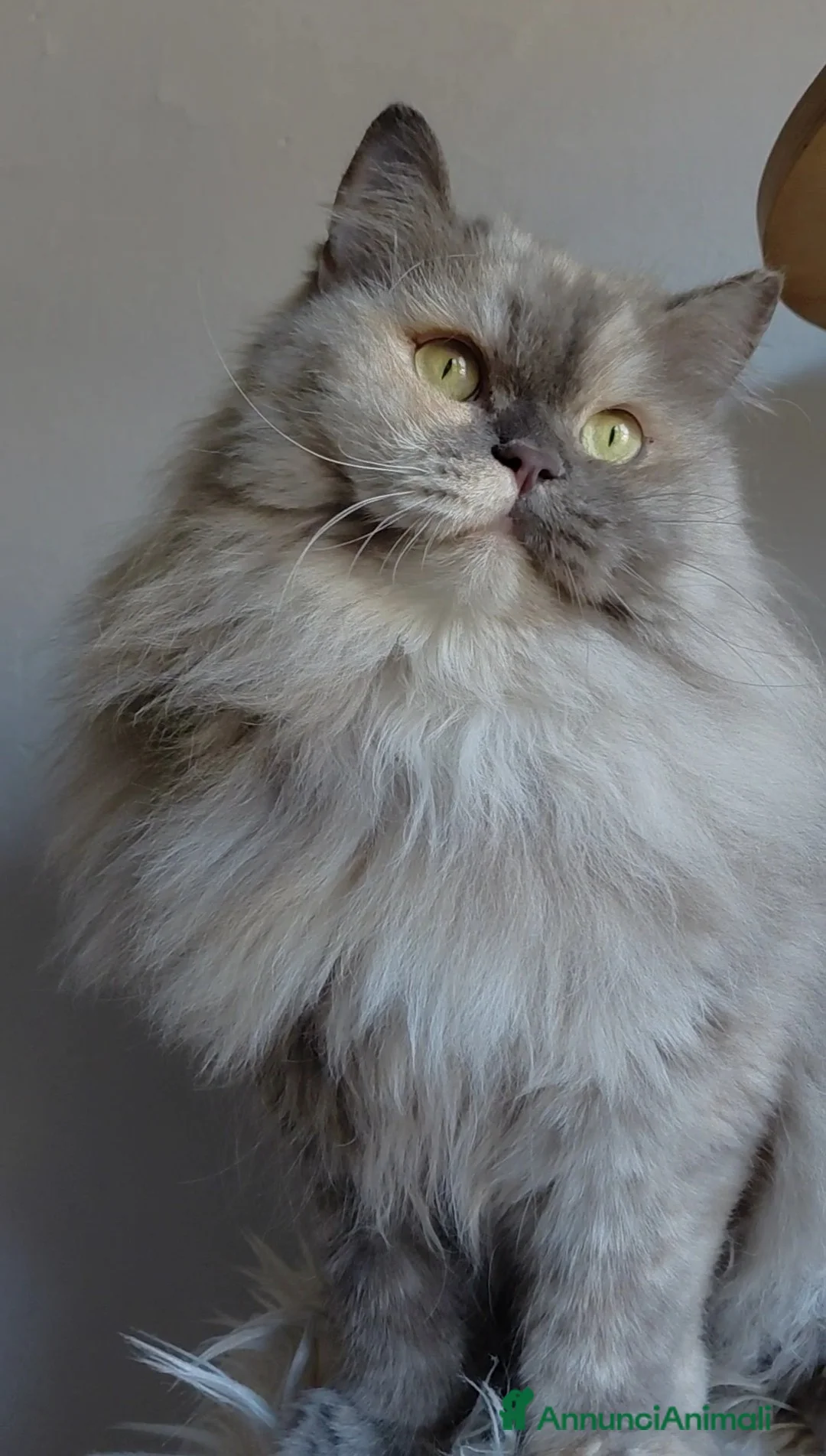 British gatti in vendita: Gattina British longhair  - Annuncio 2