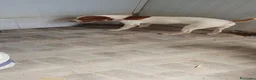 Beagle cani in regalo: Thor, Beagle cucciolo in canile - Annuncio 6