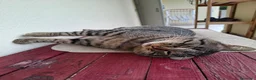 Europeo gatti in regalo: Gatto cerca casa - Annuncio 6