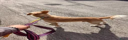 Meticcio cani in regalo: CHECCO legato ad un palo... tg mediopicc. a Città Metropolitana di Bologna - Annuncio 3