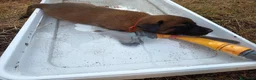 Pastore Belga cani in vendita: Cuccioli Pastore Belga Malinois Alta Genealogia a Provincia di Latina - Annuncio 8